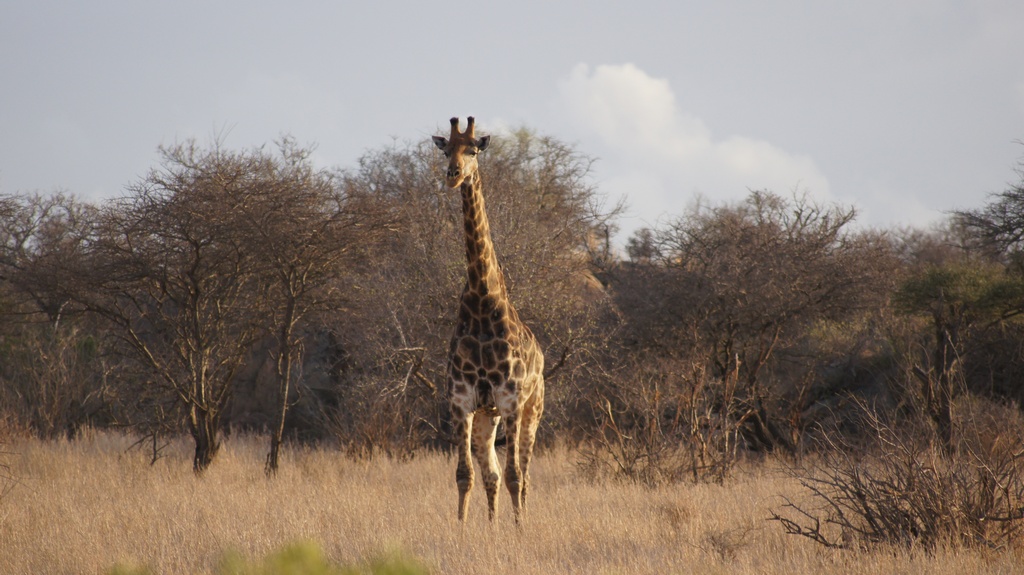 offensichtliche Neugier